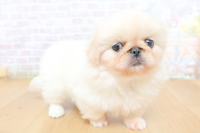 青森県のペキニーズ (Coo&RIKU青森店/2026年5月14日生まれ/女の子/ホワイト)の子犬の3枚目の画像