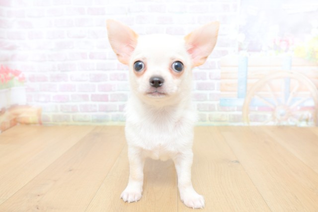 宮城県のチワワ(スムース) (Coo&RIKU仙台太白店/2026年5月14日生まれ/男の子/ホワイト)の子犬