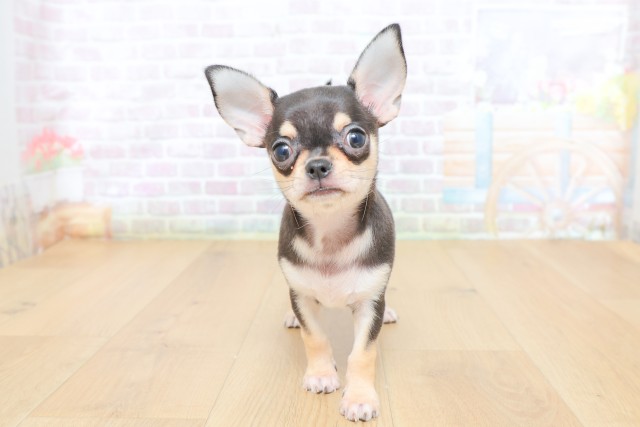 青森県のチワワ(スムース) (Coo&RIKU八戸店/2026年5月14日生まれ/女の子/ブラックタン)の子犬