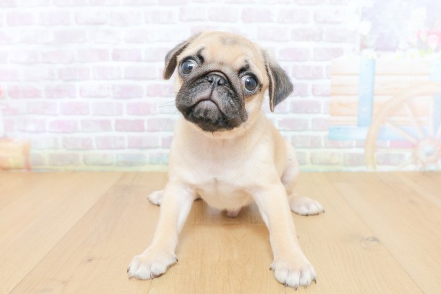 福島県のポメラニアン (Coo&RIKU福島店/2026年5月15日生まれ/女の子/オレンジセーブル)の子犬