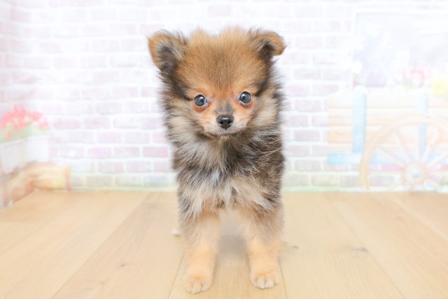 青森県のポメラニアン (Coo&RIKU八戸店/2026年5月7日生まれ/男の子/ウルフセーブル)の子犬