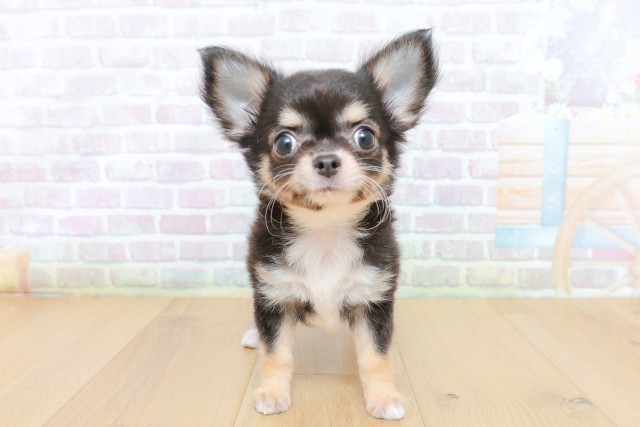 宮城県のチワワ(ロング) (Coo&RIKU仙台太白店/2026年5月8日生まれ/女の子/ブラックタン)の子犬
