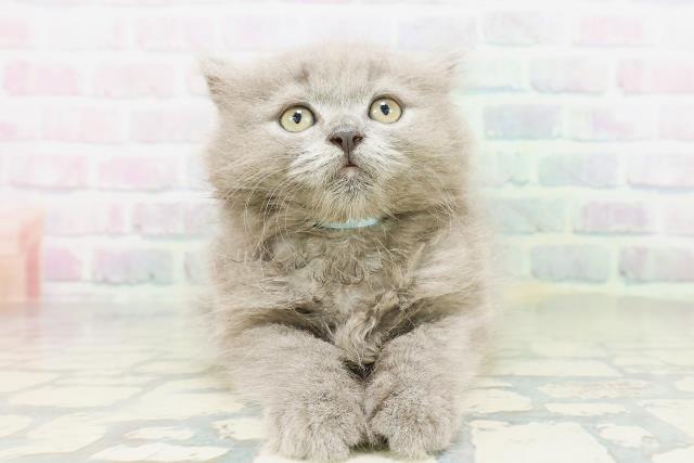 新潟県のブリティッシュロングヘアー (Coo&RIKU長岡店/2026年5月13日生まれ/男の子/ブルー)の子猫の1枚目の画像
