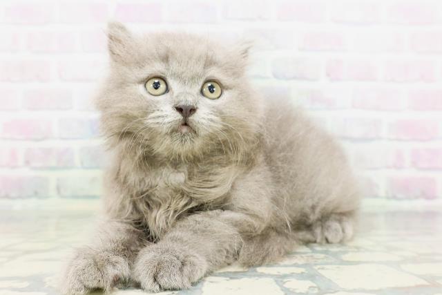 新潟県のブリティッシュロングヘアー (Coo&RIKU長岡店/2026年5月13日生まれ/男の子/ブルー)の子猫の2枚目の画像