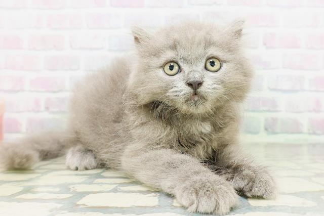 新潟県のブリティッシュロングヘアー (Coo&RIKU長岡店/2026年5月13日生まれ/男の子/ブルー)の子猫の3枚目の画像