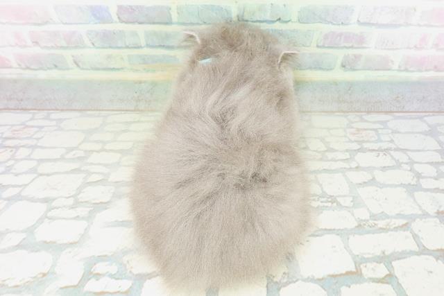 新潟県のブリティッシュロングヘアー (Coo&RIKU長岡店/2026年5月13日生まれ/男の子/ブルー)の子猫の4枚目の画像