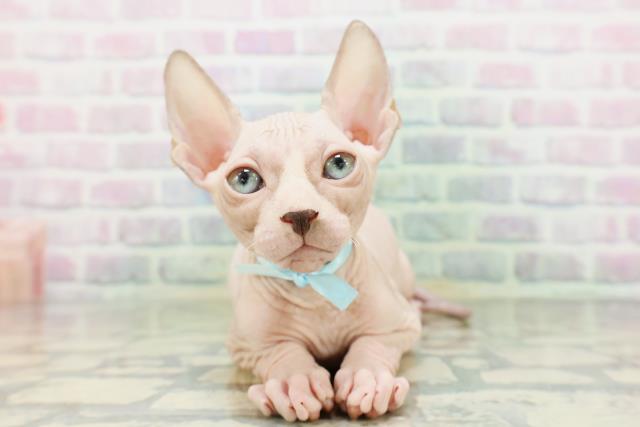 愛知県のスフィンクス (Coo&RIKU名古屋中川店/2026年5月9日生まれ/男の子/ブルーホワイト)の子猫の1枚目の画像