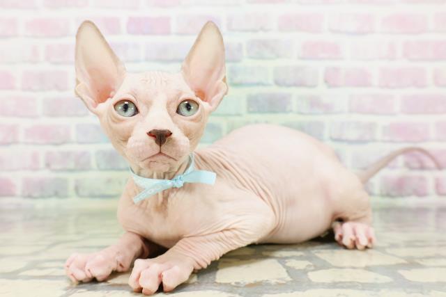 愛知県のスフィンクス (Coo&RIKU名古屋中川店/2026年5月9日生まれ/男の子/ブルーホワイト)の子猫の2枚目の画像
