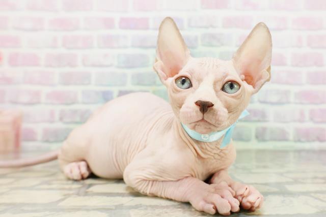 愛知県のスフィンクス (Coo&RIKU名古屋中川店/2026年5月9日生まれ/男の子/ブルーホワイト)の子猫の3枚目の画像