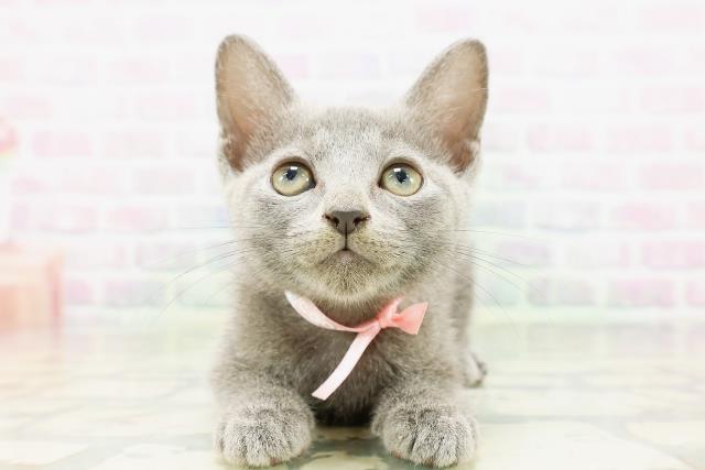 北海道のロシアンブルー (Coo&RIKU岩見沢店/2026年5月7日生まれ/女の子/ブルー)の子猫の1枚目の画像