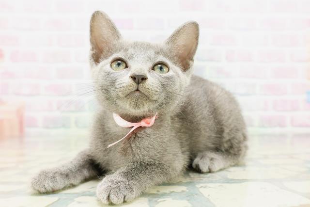 北海道のロシアンブルー (Coo&RIKU岩見沢店/2026年5月7日生まれ/女の子/ブルー)の子猫の2枚目の画像