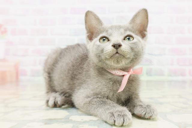 北海道のロシアンブルー (Coo&RIKU岩見沢店/2026年5月7日生まれ/女の子/ブルー)の子猫の3枚目の画像