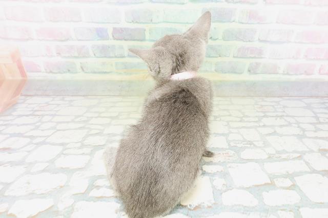 北海道のロシアンブルー (Coo&RIKU岩見沢店/2026年5月7日生まれ/女の子/ブルー)の子猫の4枚目の画像