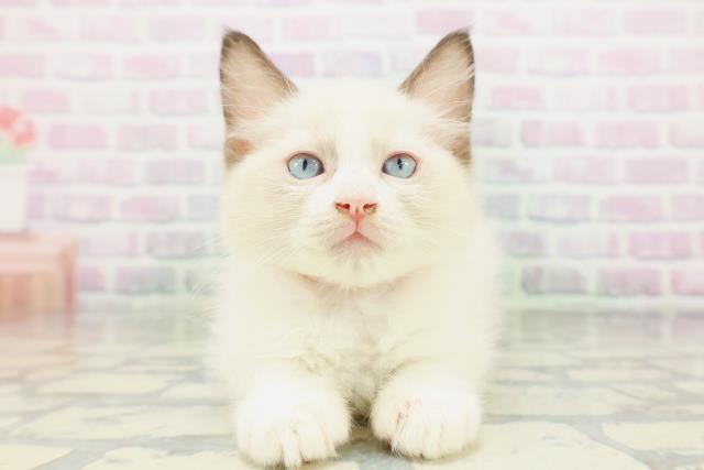 北海道のラグドール (Coo&RIKU旭川店/2026年5月16日生まれ/女の子/シールポイントバイカラー)の子猫の1枚目の画像