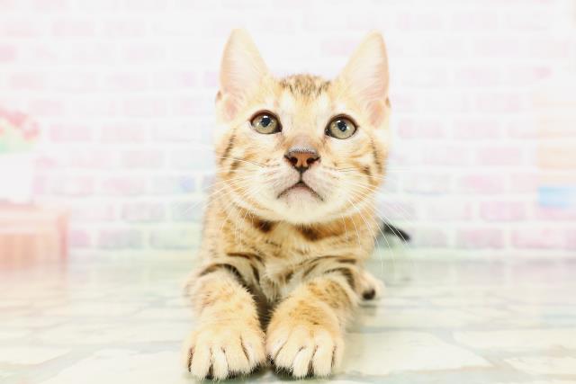 福井県のベンガル (Coo&RIKU福井店/2026年5月15日生まれ/女の子/ブラウンスポットタビー)の子猫の1枚目の画像