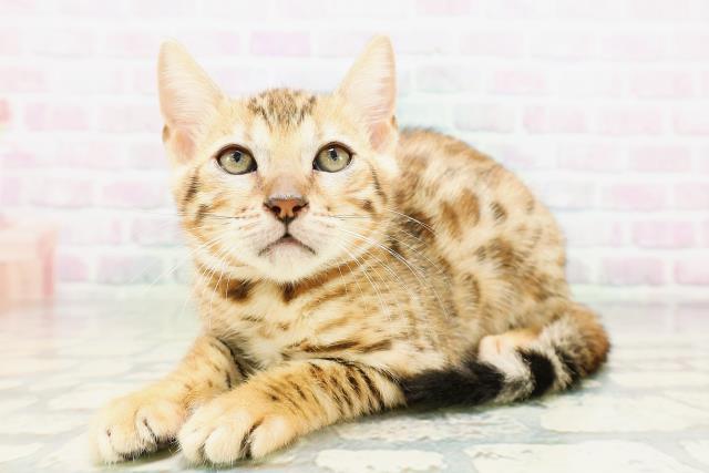 福井県のベンガル (Coo&RIKU福井店/2026年5月15日生まれ/女の子/ブラウンスポットタビー)の子猫の2枚目の画像