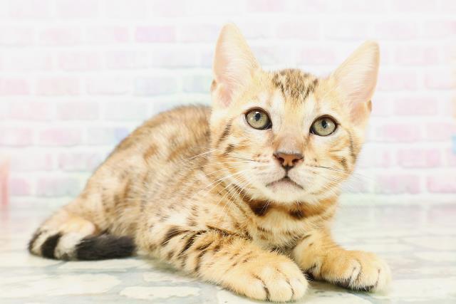福井県のベンガル (Coo&RIKU福井店/2026年5月15日生まれ/女の子/ブラウンスポットタビー)の子猫の3枚目の画像