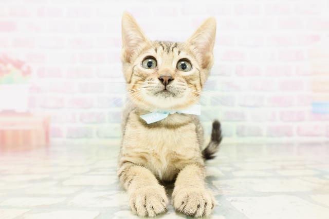 新潟県のエジプシャンマウ (Coo&RIKU新潟東店/2026年4月25日生まれ/男の子/ブロンズ)の子猫の1枚目の画像