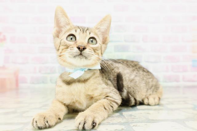 新潟県のエジプシャンマウ (Coo&RIKU新潟東店/2026年4月25日生まれ/男の子/ブロンズ)の子猫の2枚目の画像