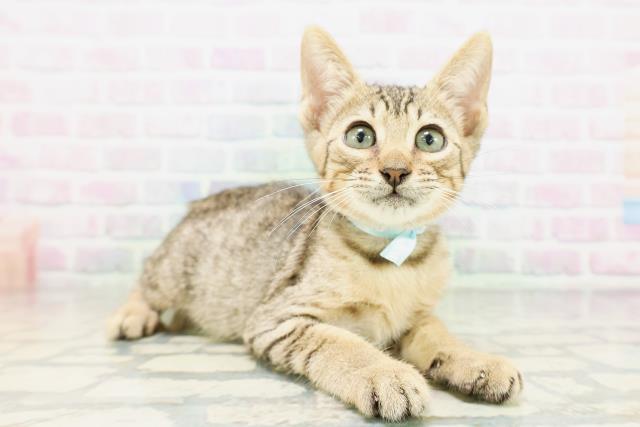 新潟県のエジプシャンマウ (Coo&RIKU新潟東店/2026年4月25日生まれ/男の子/ブロンズ)の子猫の3枚目の画像