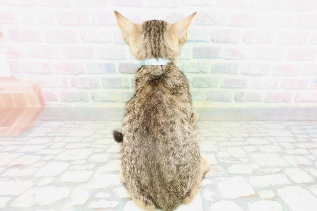 新潟県のエジプシャンマウ (Coo&RIKU新潟東店/2026年4月25日生まれ/男の子/ブロンズ)の子猫の4枚目の画像