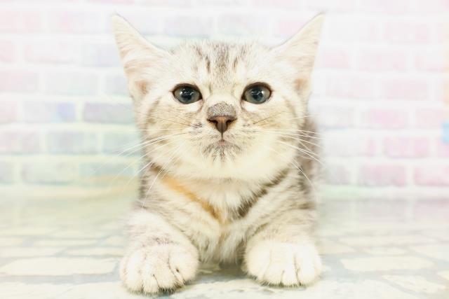 新潟県のマンチカン (Coo&RIKU新潟西店/2026年5月8日生まれ/女の子/シルバーパッチドタビー)の子猫の1枚目の画像