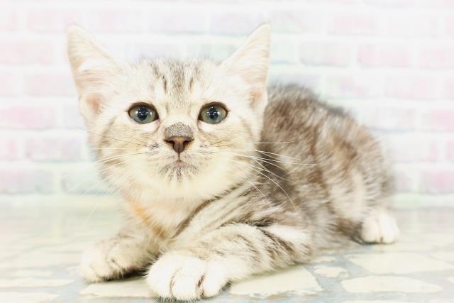 新潟県のマンチカン (Coo&RIKU新潟西店/2026年5月8日生まれ/女の子/シルバーパッチドタビー)の子猫の2枚目の画像