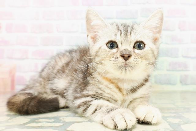 新潟県のマンチカン (Coo&RIKU新潟西店/2026年5月8日生まれ/女の子/シルバーパッチドタビー)の子猫の3枚目の画像