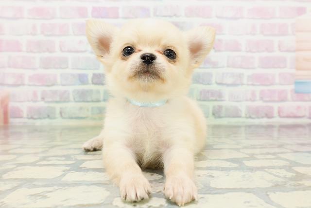 福井県のチワワ(ロング) (Coo&RIKU福井店/2026年5月17日生まれ/男の子/クリーム)の子犬の1枚目の画像