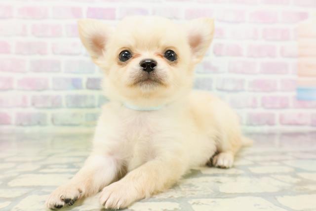 福井県のチワワ(ロング) (Coo&RIKU福井店/2026年5月17日生まれ/男の子/クリーム)の子犬の2枚目の画像