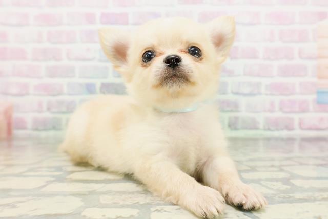 福井県のチワワ(ロング) (Coo&RIKU福井店/2026年5月17日生まれ/男の子/クリーム)の子犬の3枚目の画像