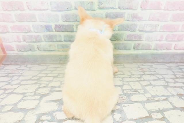福井県のチワワ(ロング) (Coo&RIKU福井店/2026年5月17日生まれ/男の子/クリーム)の子犬の4枚目の画像
