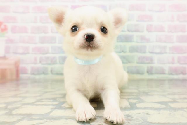 宮城県のチワワ(ロング) (Coo&RIKU仙台太白店/2026年5月17日生まれ/男の子/クリーム)の子犬
