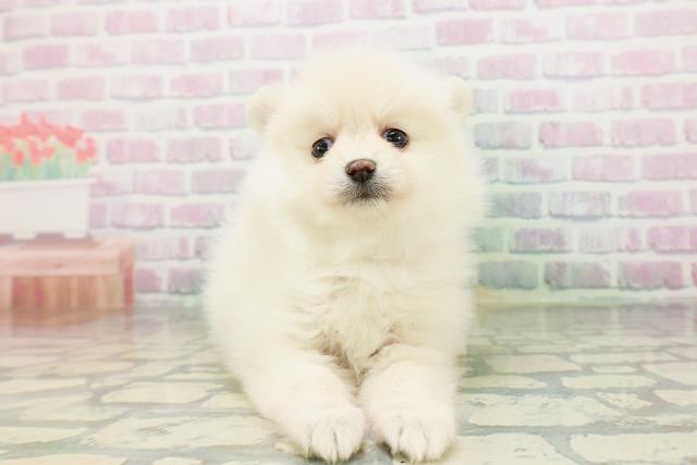 東京都のポメラニアン (Coo&RIKU自由が丘店/2026年5月17日生まれ/女の子/クリーム)の子犬の1枚目の画像