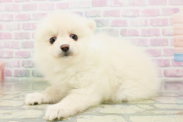 東京都のポメラニアン (Coo&RIKU自由が丘店/2026年5月17日生まれ/女の子/クリーム)の子犬の2枚目の画像