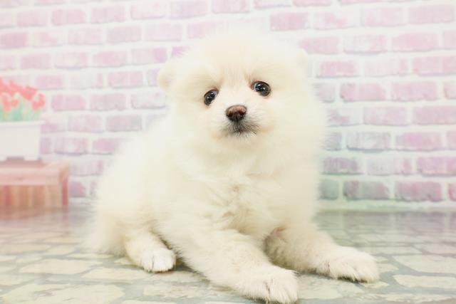 東京都のポメラニアン (Coo&RIKU自由が丘店/2026年5月17日生まれ/女の子/クリーム)の子犬の3枚目の画像