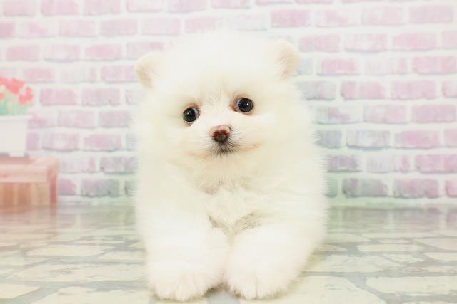 東京都のポメラニアン (Coo&RIKU新宿三丁目店/2026年5月17日生まれ/女の子/クリーム)の子犬