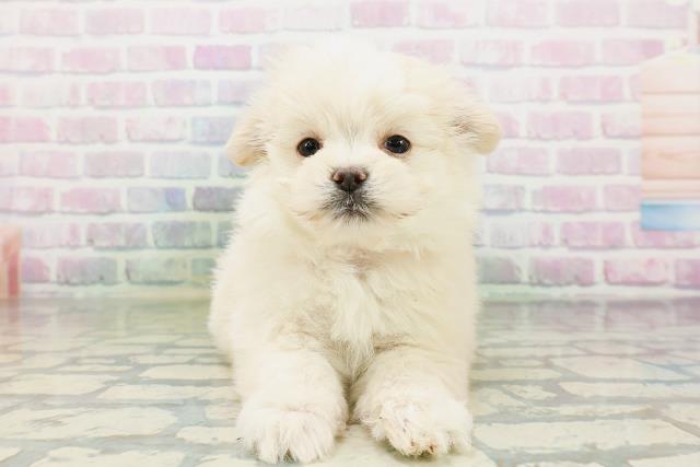 ポメマル/マルポメ(ポメラニアン×マルチーズ)の子犬(3ページ目)を価格