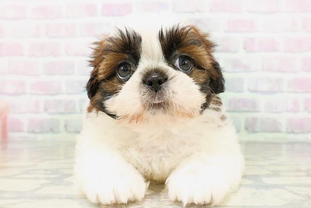 シーズーの子犬一覧｜ペットショップCoo＆RIKU