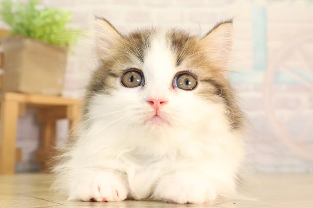 愛知県のマンチカン (Coo&RIKU豊田店/2026年5月11日生まれ/男の子/ブラウンタビーホワイト)の子猫の1枚目の画像