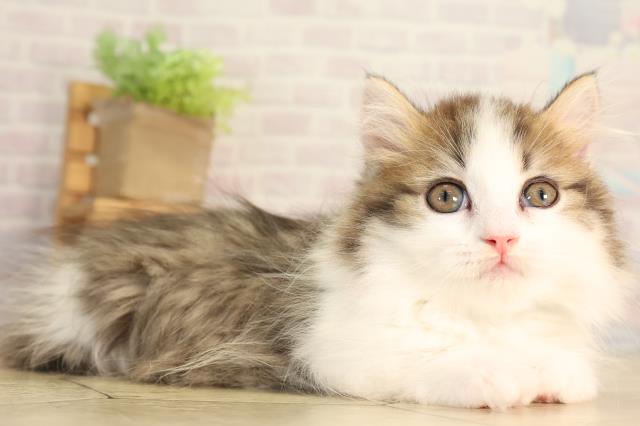 愛知県のマンチカン (Coo&RIKU豊田店/2026年5月11日生まれ/男の子/ブラウンタビーホワイト)の子猫の2枚目の画像