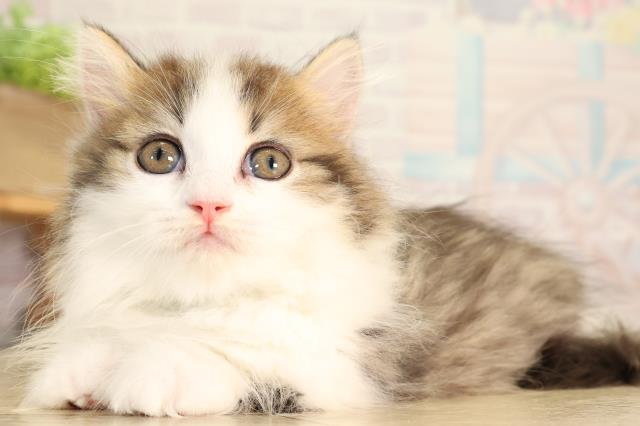 愛知県のマンチカン (Coo&RIKU豊田店/2026年5月11日生まれ/男の子/ブラウンタビーホワイト)の子猫の3枚目の画像