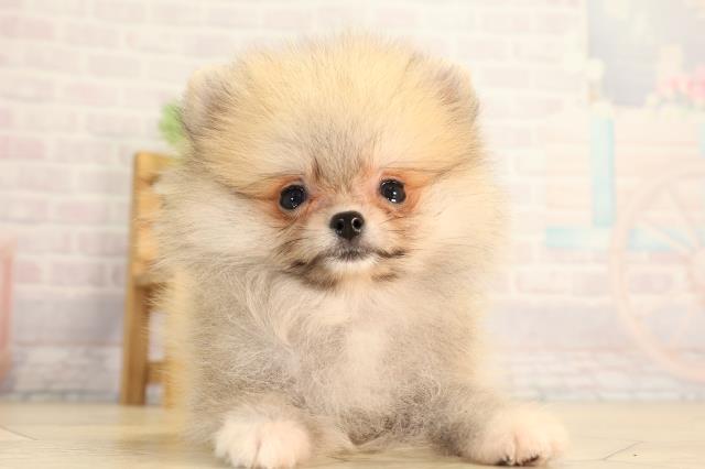 愛知県のポメラニアン (Coo&RIKU名古屋中川店/2026年5月12日生まれ/女の子/オレンジセーブル)の子犬の1枚目の画像