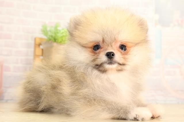 愛知県のポメラニアン (Coo&RIKU名古屋中川店/2026年5月12日生まれ/女の子/オレンジセーブル)の子犬の2枚目の画像