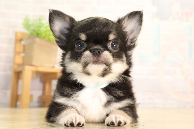 愛知県のチワワ(ロング) (Coo&RIKU東海店/2026年5月16日生まれ/男の子/ブラックタンホワイト)の子犬の1枚目の画像