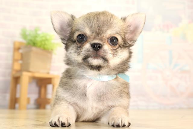 愛知県のチワワ(ロング) (Coo&RIKU豊橋店/2026年5月16日生まれ/男の子/フォーンホワイト)の子犬の1枚目の画像