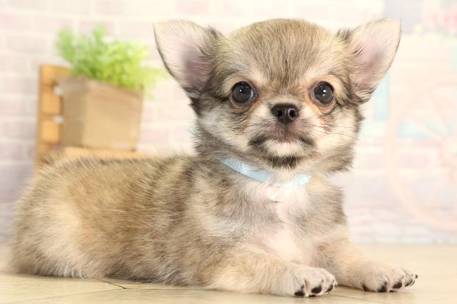愛知県のチワワ(ロング) (Coo&RIKU豊橋店/2026年5月16日生まれ/男の子/フォーンホワイト)の子犬の2枚目の画像