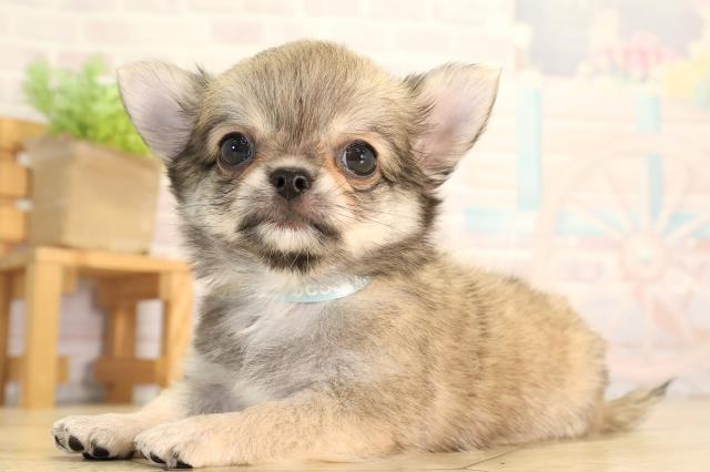 愛知県のチワワ(ロング) (Coo&RIKU豊橋店/2026年5月16日生まれ/男の子/フォーンホワイト)の子犬の3枚目の画像