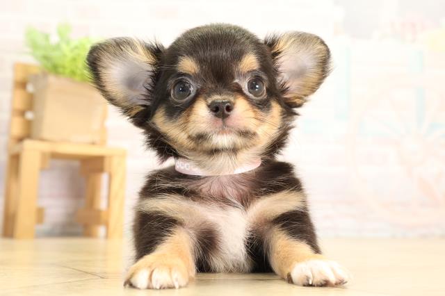 愛知県のチワワ(ロング) (Coo&RIKU豊田店/2026年5月17日生まれ/女の子/ブラックタンホワイト)の子犬の1枚目の画像