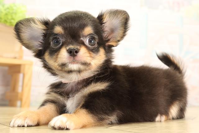 愛知県のチワワ(ロング) (Coo&RIKU豊田店/2026年5月17日生まれ/女の子/ブラックタンホワイト)の子犬の3枚目の画像